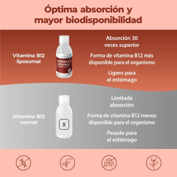 B12 Liposomiale.pt02